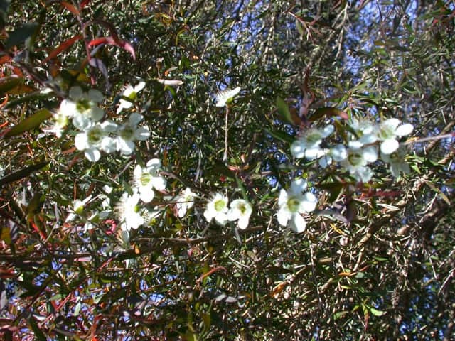 Манука (Leptospermum scoparium)