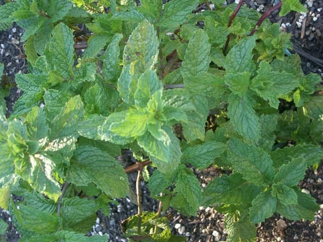 Мята (Mentha)