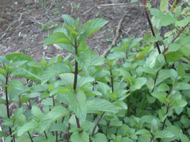 Мята (Mentha)