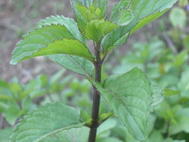 Мята (Mentha)