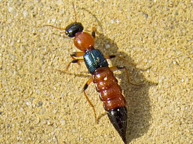 Береговой стафилин (Paederus littoralis) — один из основных переносчиков токсина педерина