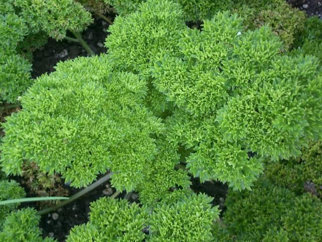 Петрушка кудрявая (Petroselinum crispum)