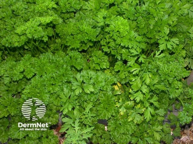Петрушка (Petroselinum crispum)