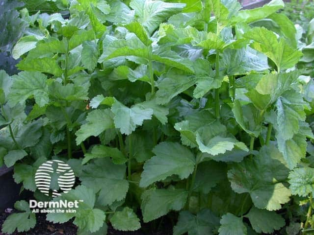 Пастернак посевной (Pastinaca sativa)