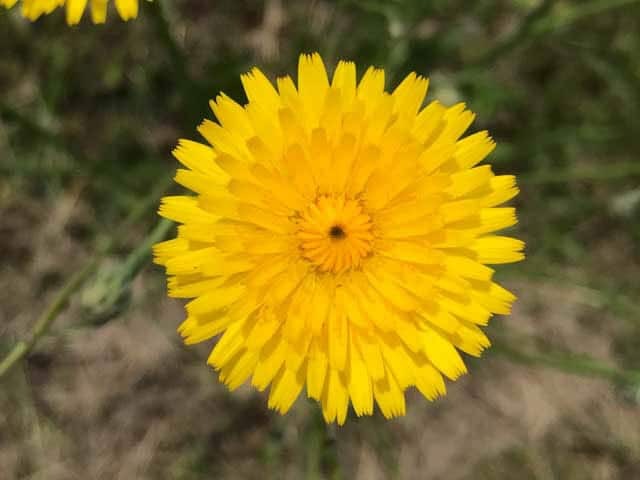 Одуванчик лекарственный (Taraxacum officinale)