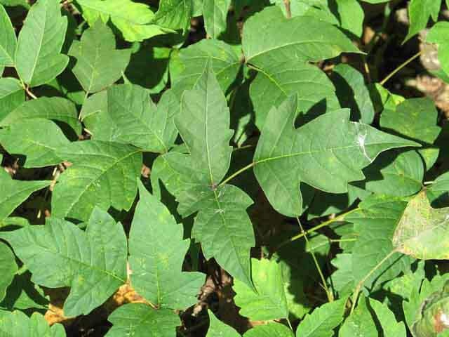 Ядовитый плющ (Toxicodendron radicans)