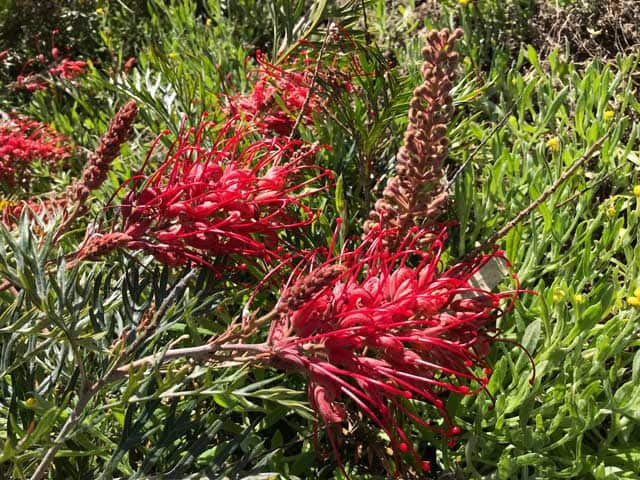 Гревиллея «Робин Гордон» (Grevillea 'Robyn Gordon')