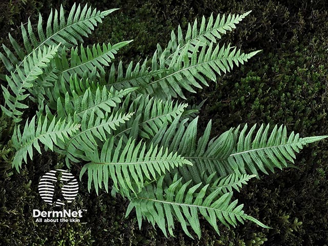 Папоротник Polypodium leucotomos в естественной среде обитания