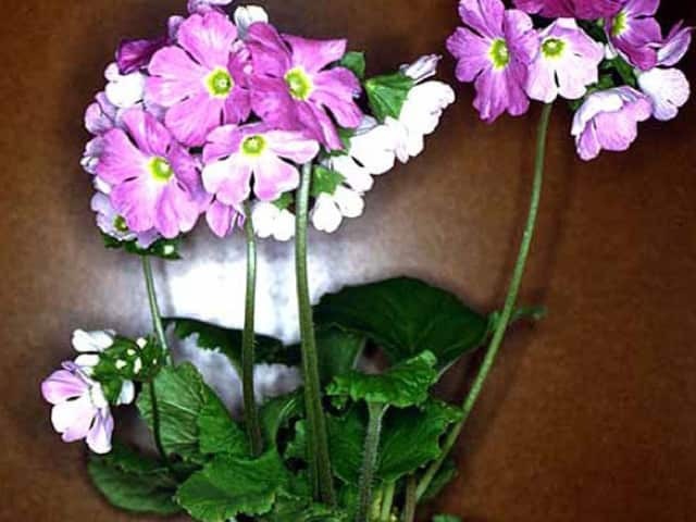 Примула обратноконическая (Primula obconica)