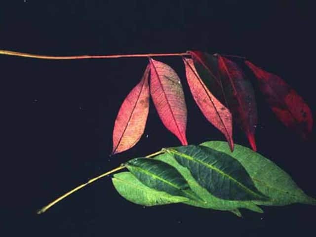 Токсикодендрон (Toxicodendron)