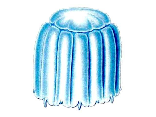 Linuche unguiculata: Wikimedia