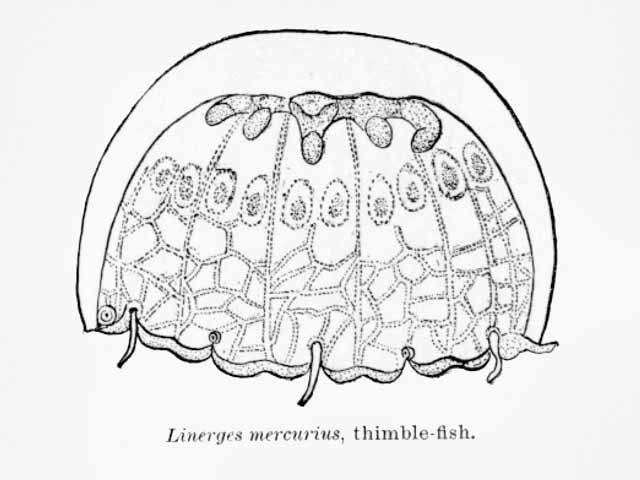 Наперстковидная медуза (Thimble jellyfish): Wikimedia