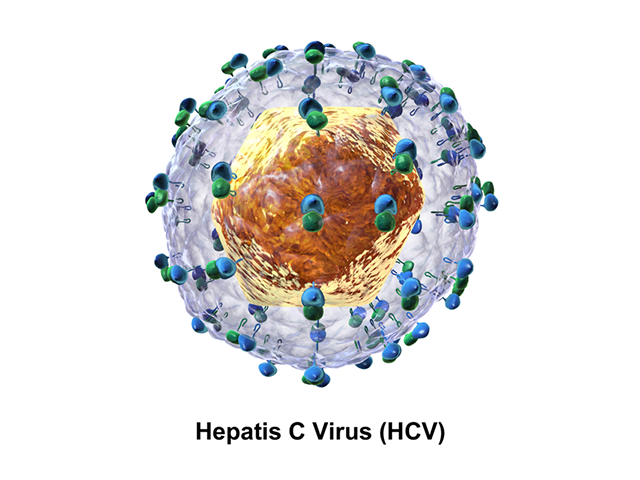 Вирус гепатита C (HCV)