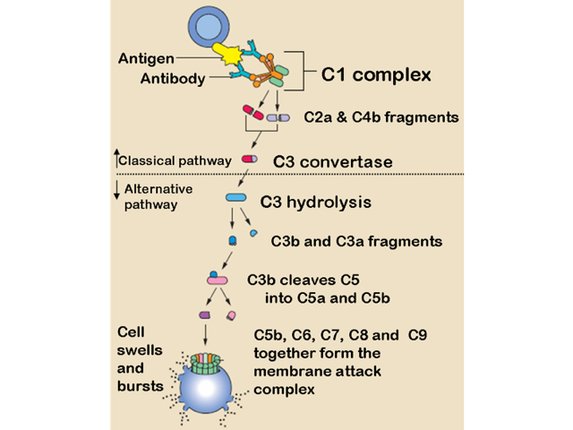 Схема путей активации каскада системы комплемента